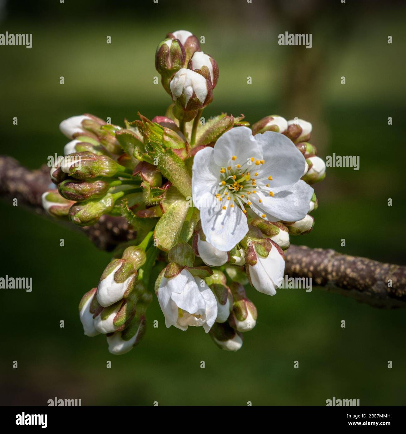 White Japanese Cherry Blossom in Springtime Stock Photo