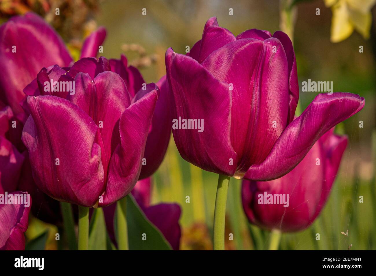 Purple tulip blooms in sun hi-res stock photography and images - Alamy