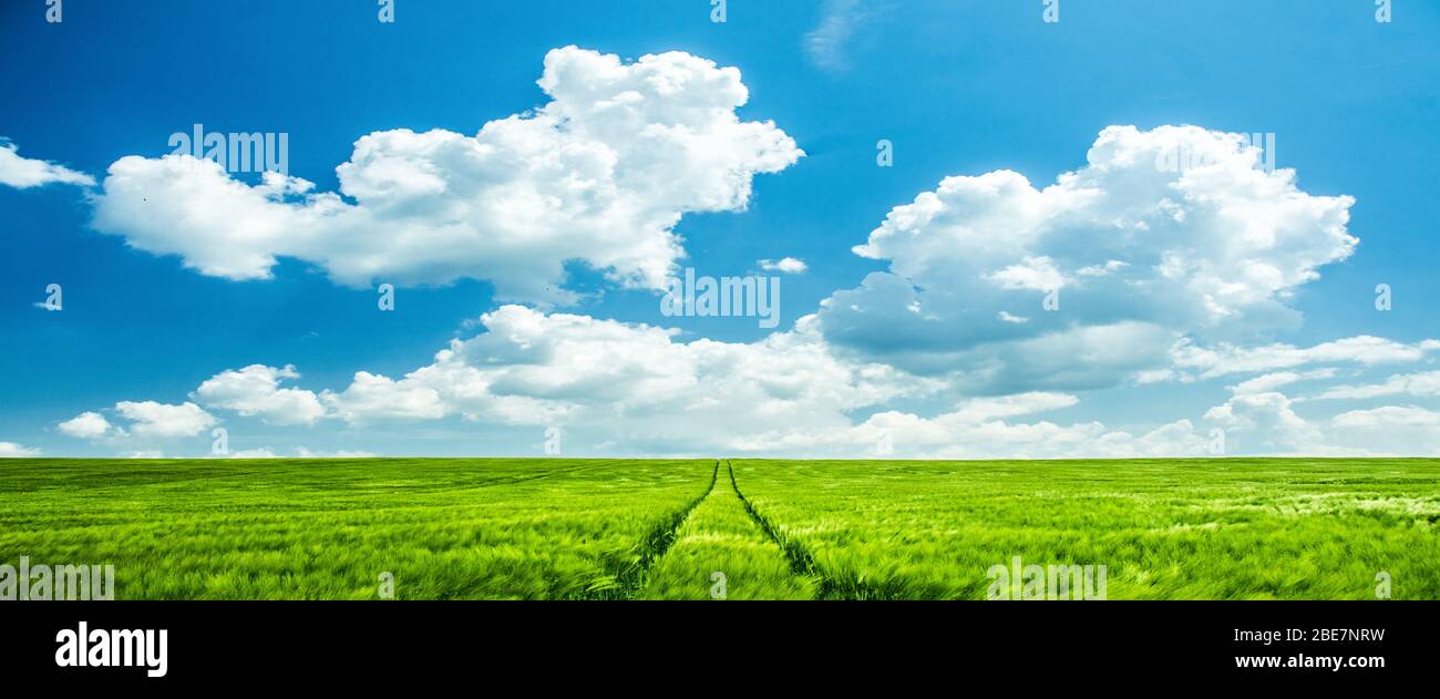 Banner, web page or cover template of Spring green agricultural field under  clear blue cloudy sky - wallpaper or background photo. Copy space and pano  Stock Photo - Alamy