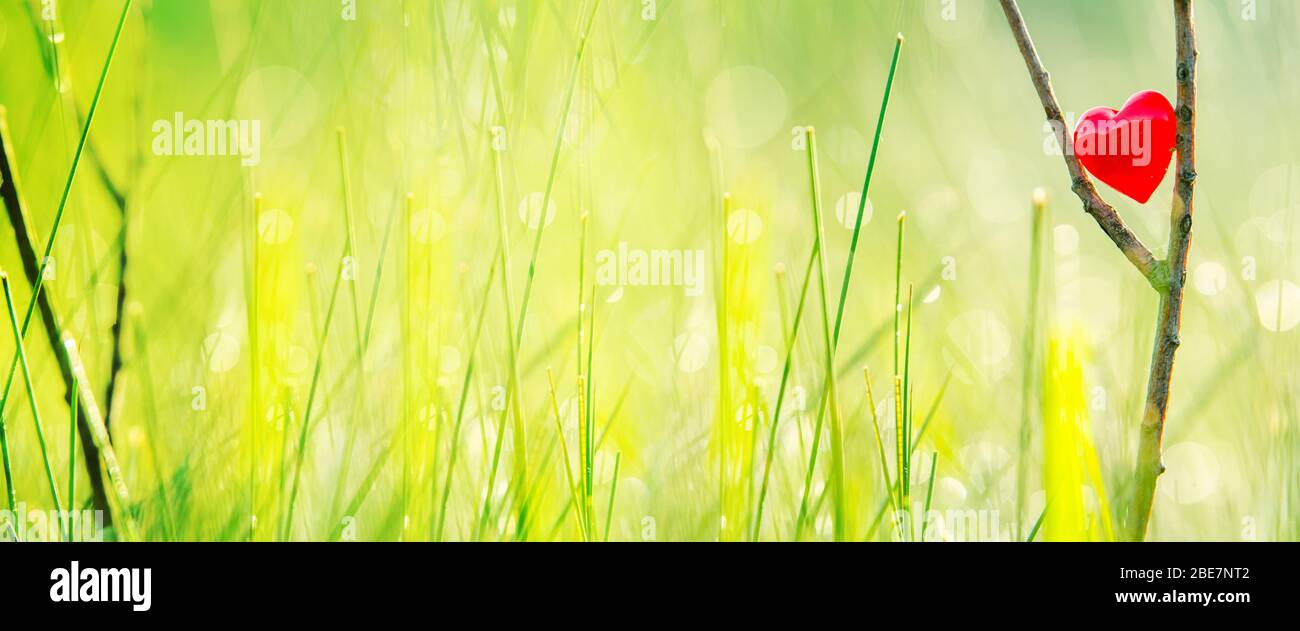 Banner, web page or cover template of Red heart in nature with wonderful  morning drops background and beautiful light. Original wallpaper or  postcard Stock Photo - Alamy