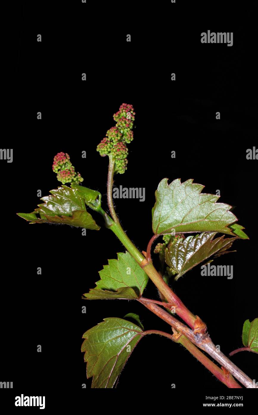 Grape's bunch in bud close-up Stock Photo