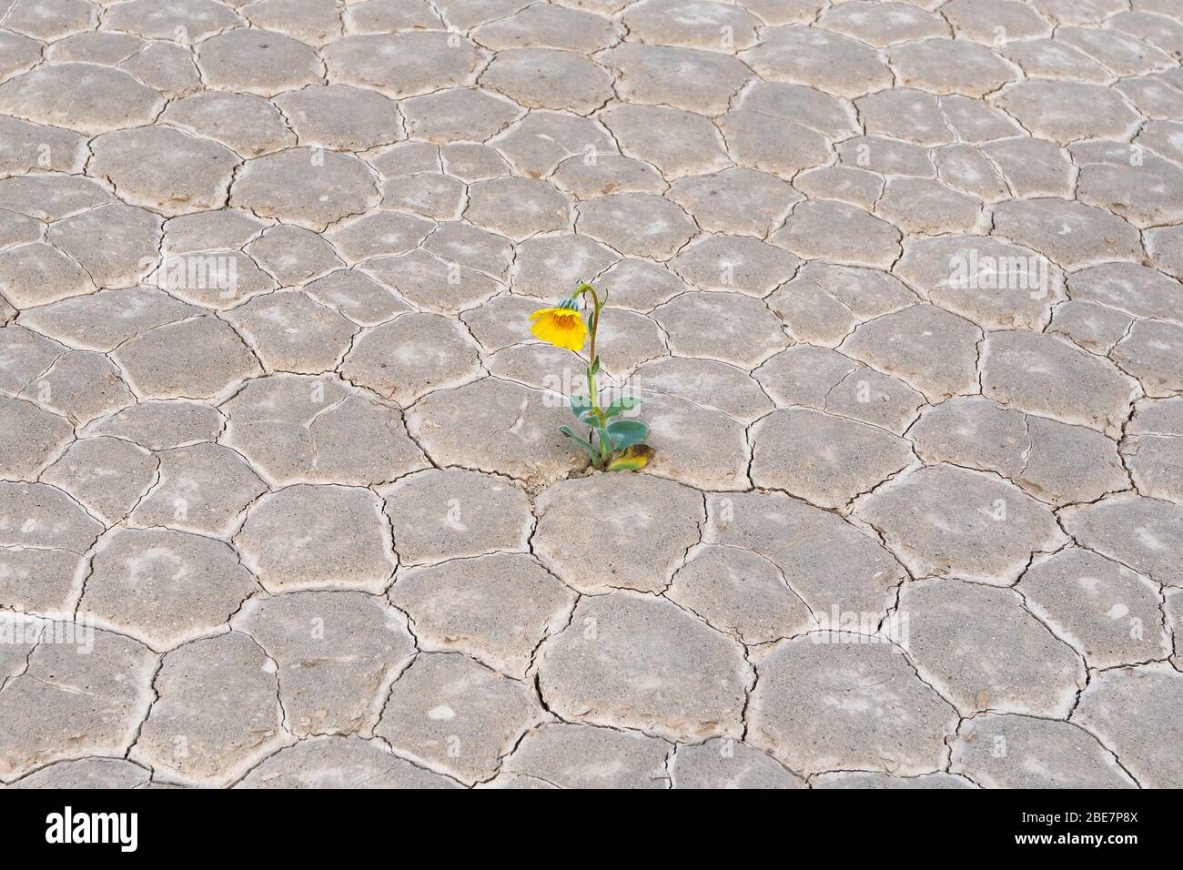 Yellow flower in the desert, global warming Stock Photo