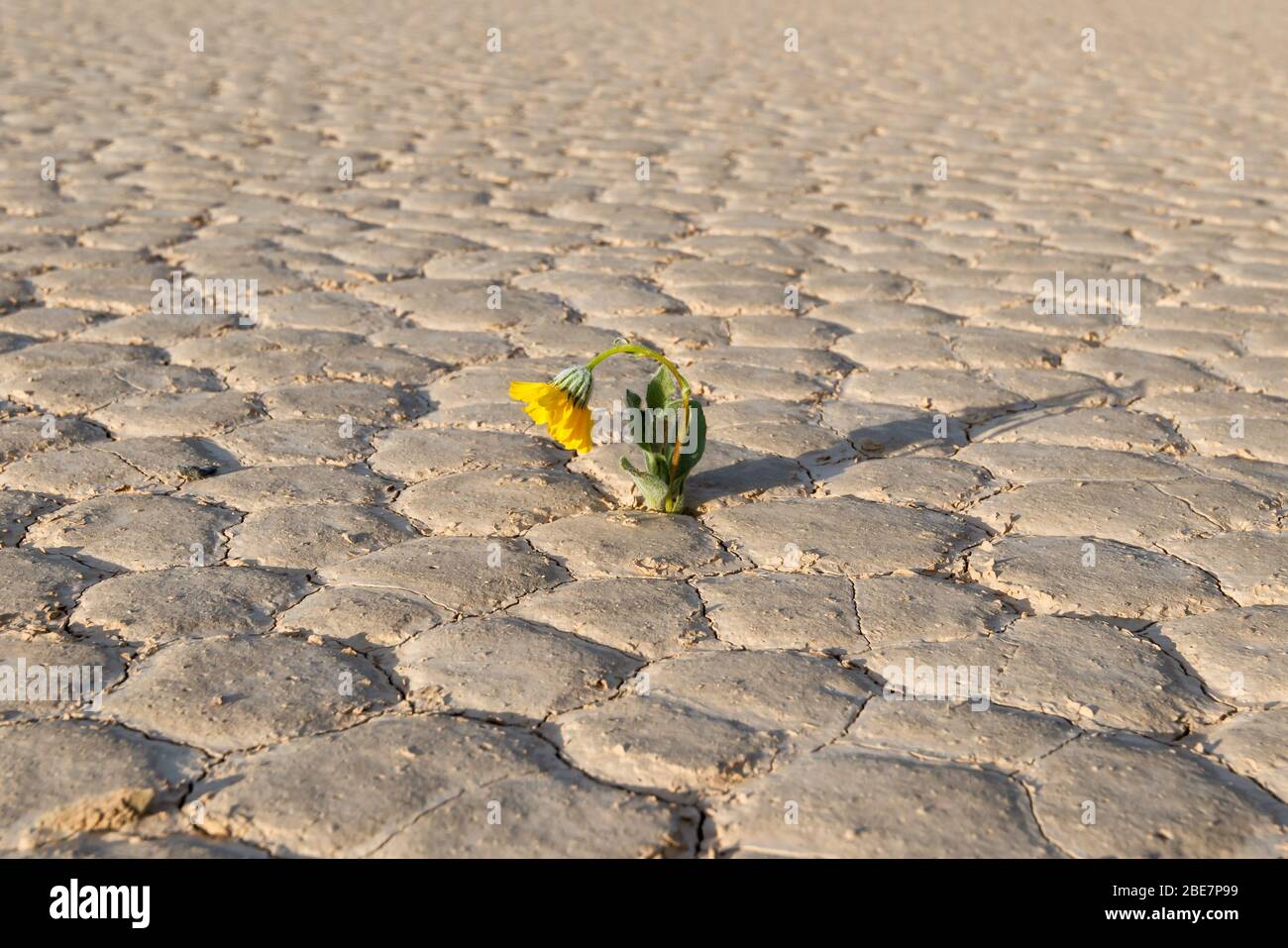 Yellow flower in desert is dying from global warming Stock Photo