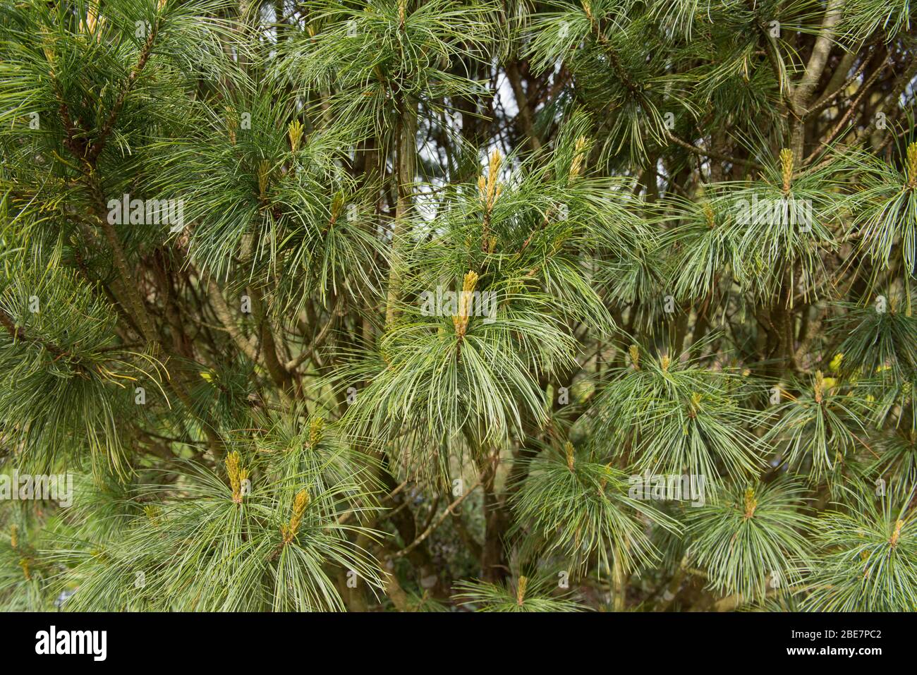New Spring Growth on a Japanese White Pine Tree (Pinus parviflora 'Saphir') in a Woodland Garden in Rural Devon, England, UK Stock Photo