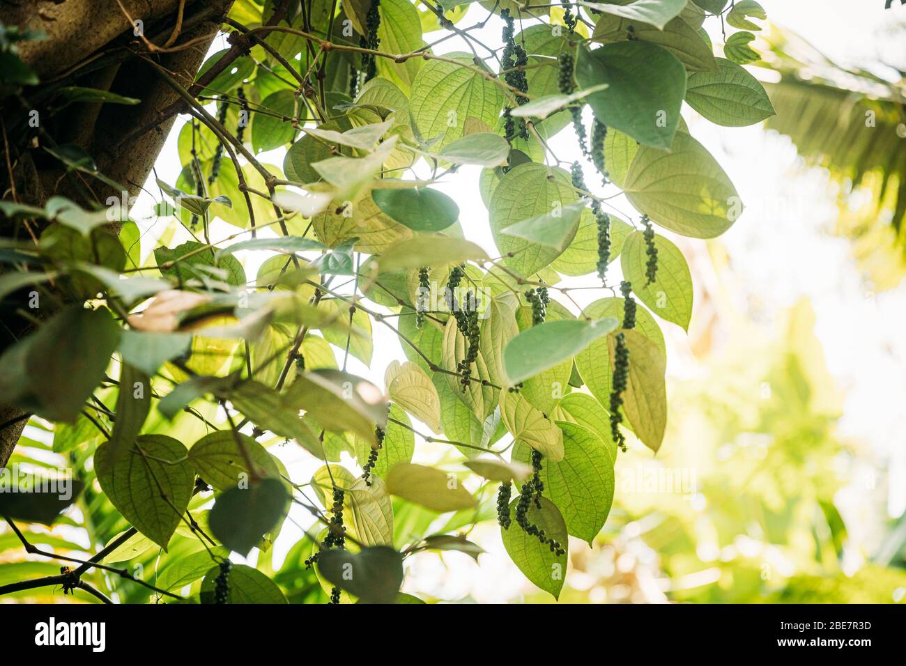 Goa, India. Leaves Of Liana With Black Pepper In Sunny Light Stock Photo Alamy