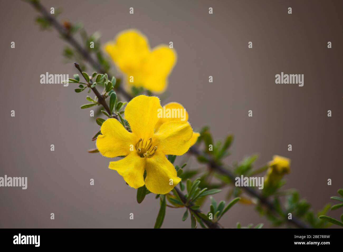 Flowers of the Karoo Gold Rhigozum obovatum Burch 10020 Stock Photo
