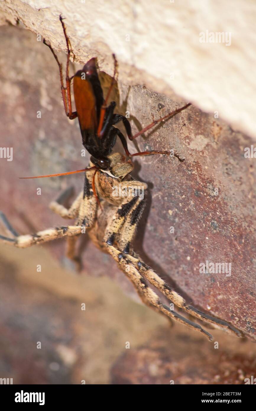 Spider eating wasp, Pompilidae Sp. with it's Rain Spider ( Palystes superciliosus) prey 3 Stock Photo