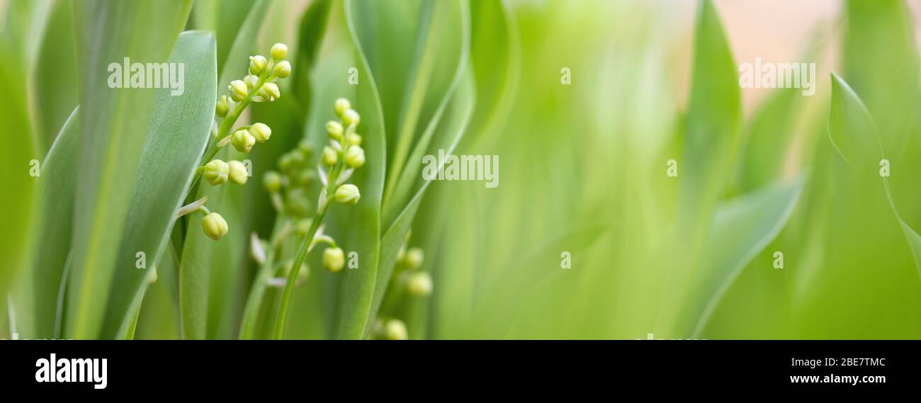 lily of the valley flower buds in early spring forest between green leaves Stock Photo