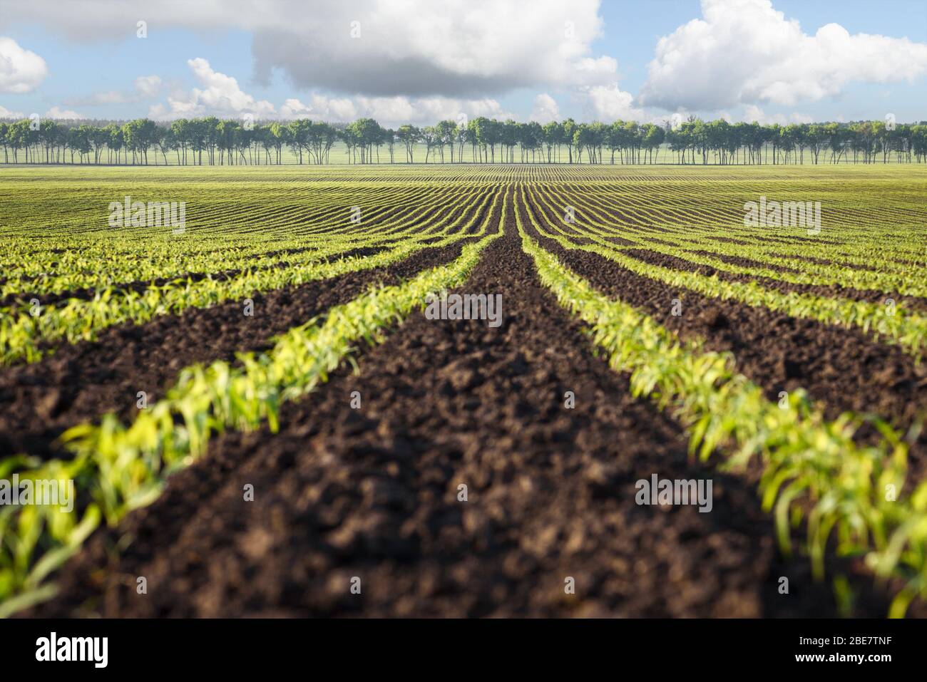 Young corn crop rows hi-res stock photography and images - Alamy
