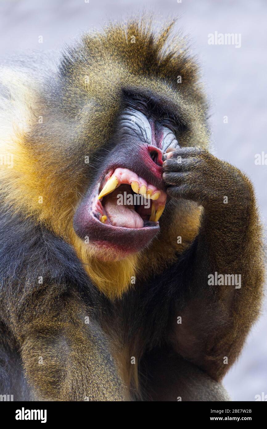 Drill (Mandrillus leucophaeus) drills in the nose, portrait, male