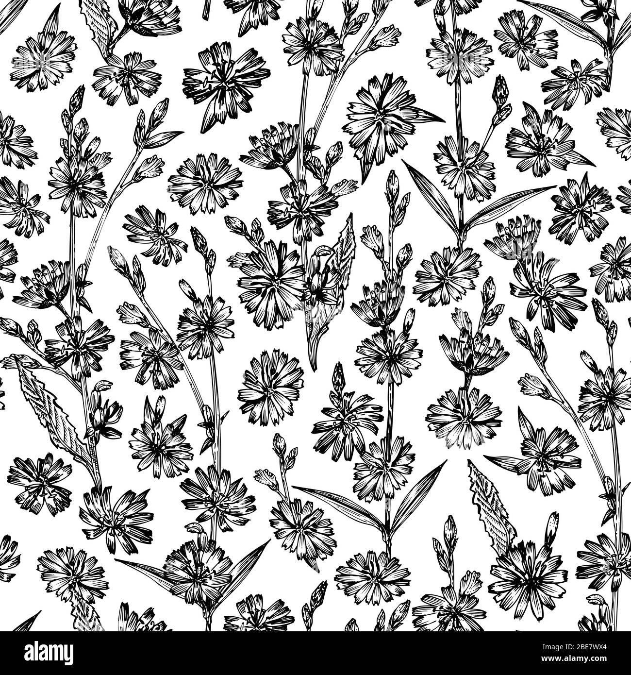 Seamless pattern with Realistic Botanical black ink sketch of chicory flowers, isolated on white background, floral herbs collection. Medicine plant. Stock Vector