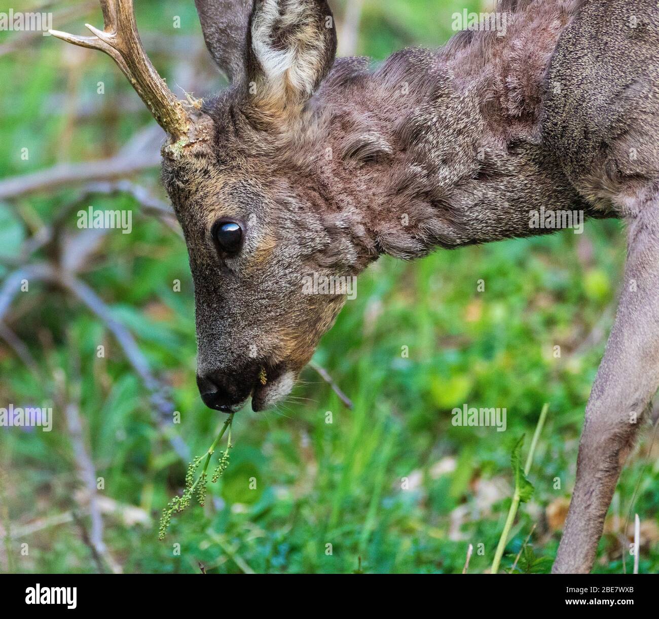 The roe deer on the forest edge Stock Photo - Alamy