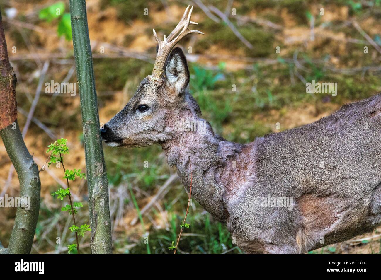 The roe deer on the forest edge Stock Photo - Alamy