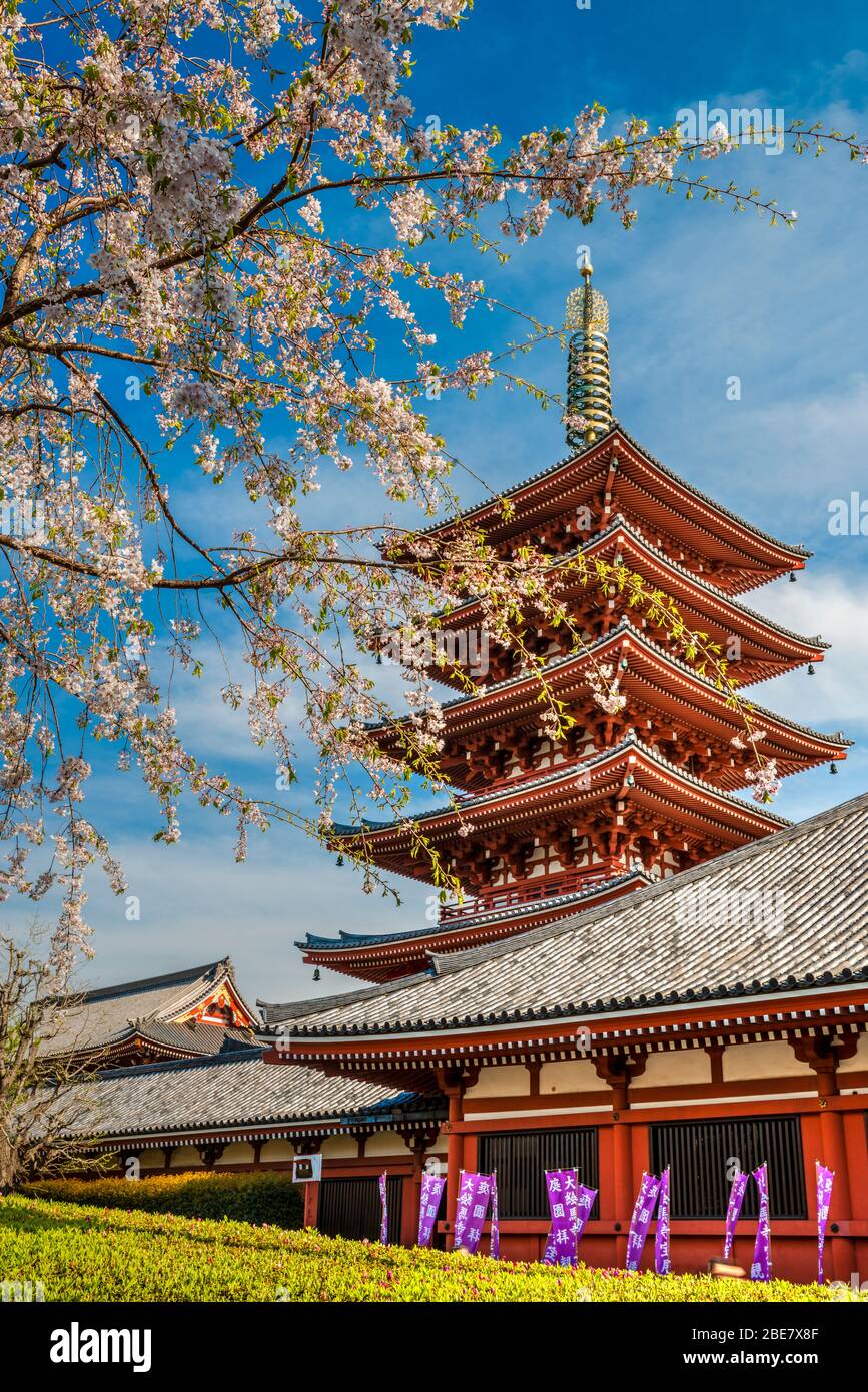Sensoji Temple with blooming cherry tree, Asakusa district, Tokyo, Japan Stock Photo