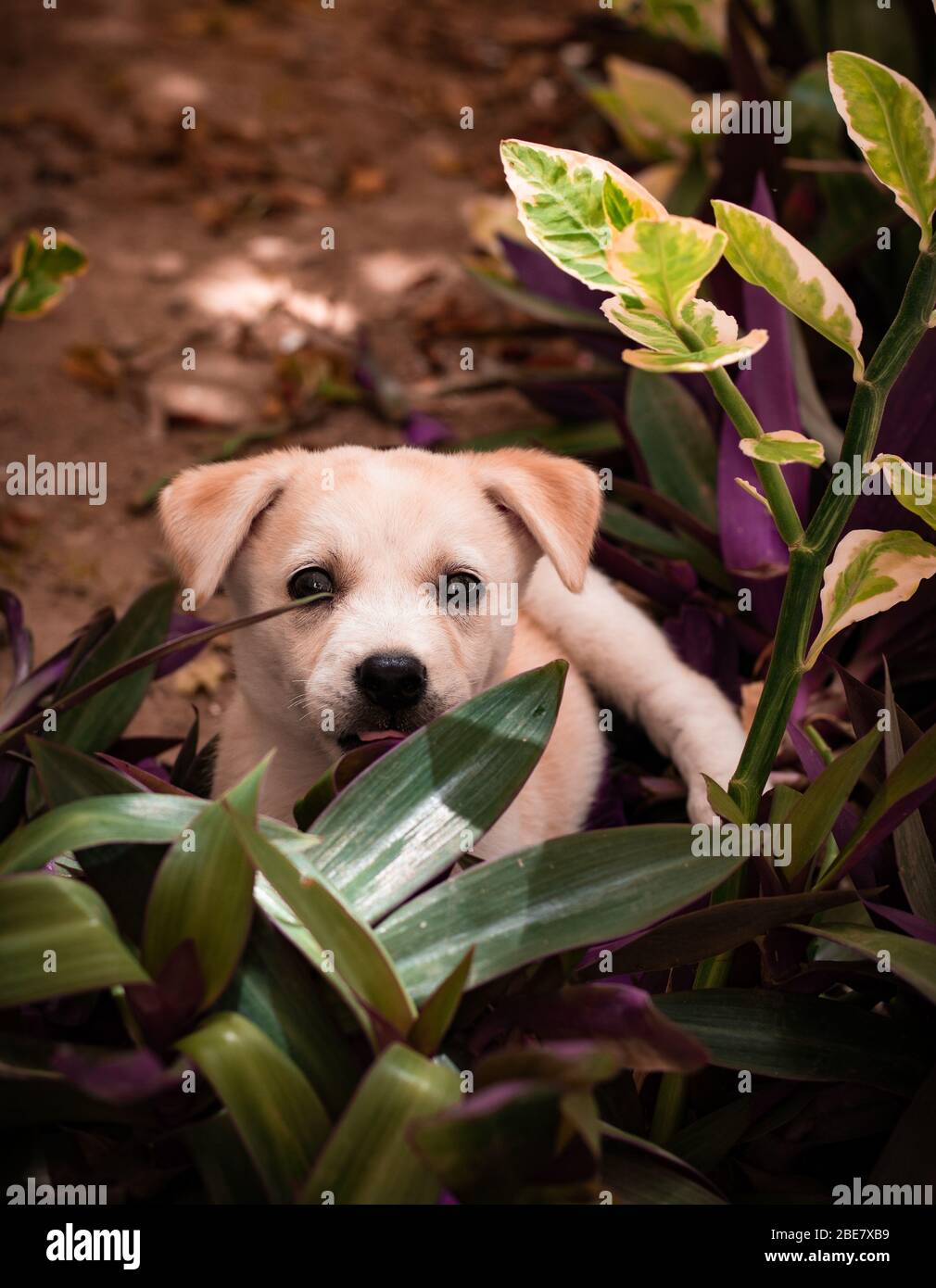 Cute Labrador puppy playing and enjoying in a garden Stock Photo