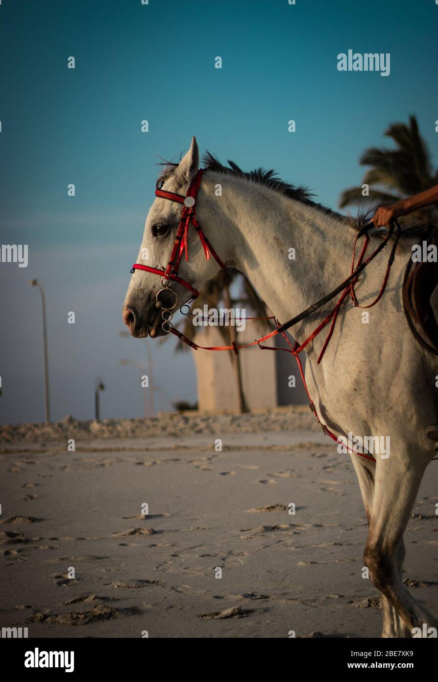 white horse with a red halter walking on the beach at the time of sunset Stock Photo