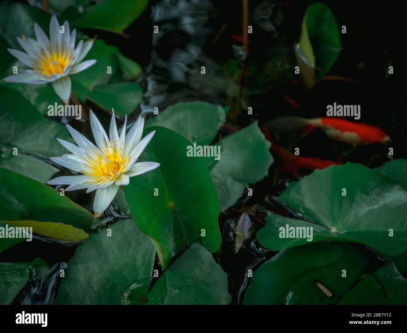 Beautiful white lotus flower in the pond with green lotus leaves and red carp fish, dark tone. Stock Photo