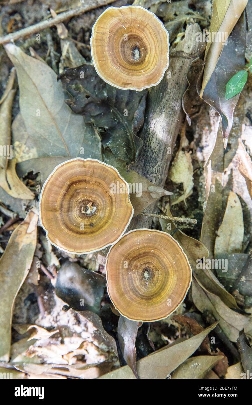 tail mushrooms, trametes versicolor, Koh Rong Samloem, Cambodia. Stock Photo