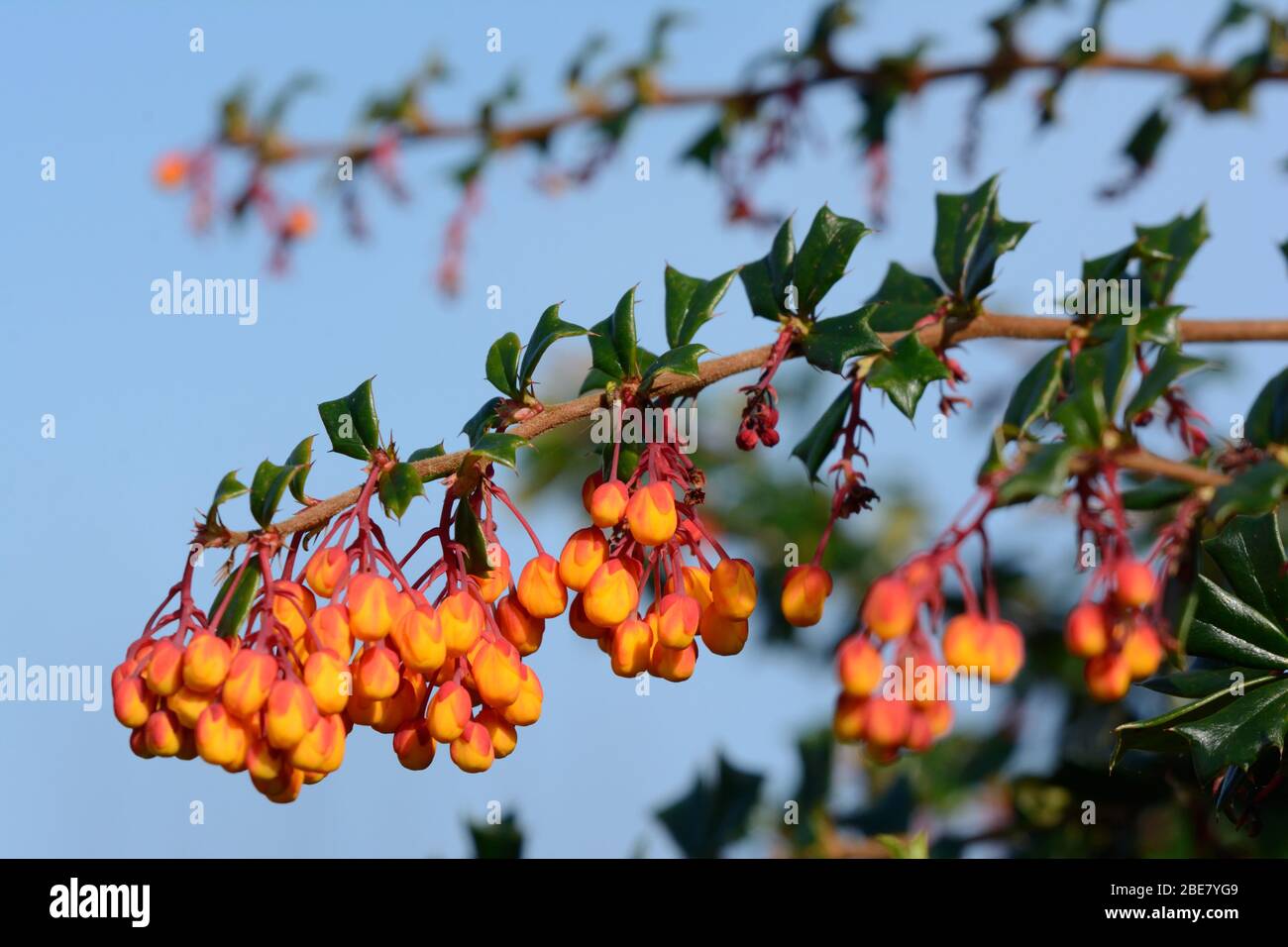 Berberis darwinii Darwins barberry clusters of small orange flowers in spring Stock Photo