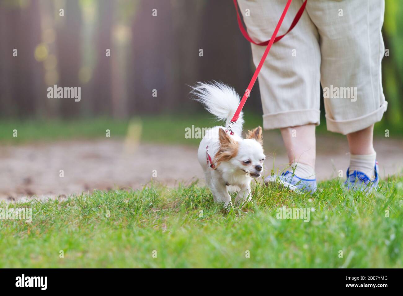 Walking the dog in the park during the quarantine Stock Photo Alamy