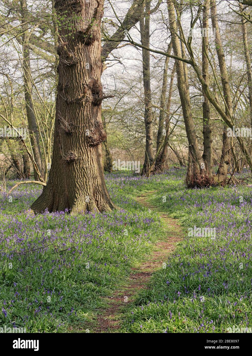 English woods and forests hi-res stock photography and images - Alamy