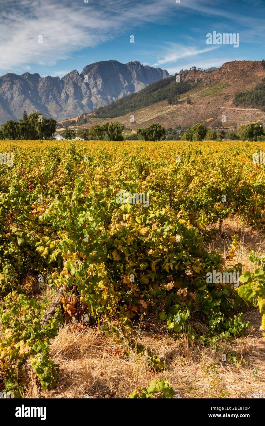 South Africa; Franschhoek; Rickety Bridge winery, grape vines, grapes growing on vine Stock Photo