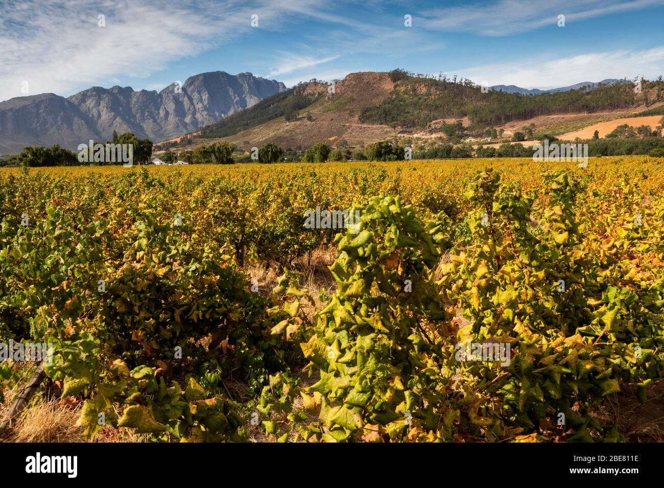 South Africa; Franschhoek; Rickety Bridge winery, grape vines, grapes growing on vine Stock Photo