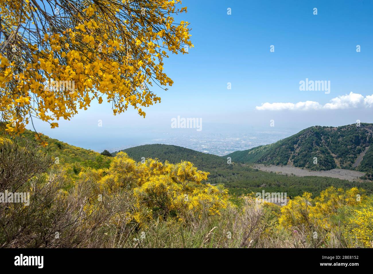 Yellow flowers of the Etna broom (Genista aetnensis) flowering on the slopes of Mount Vesuvius, Italy Stock Photo