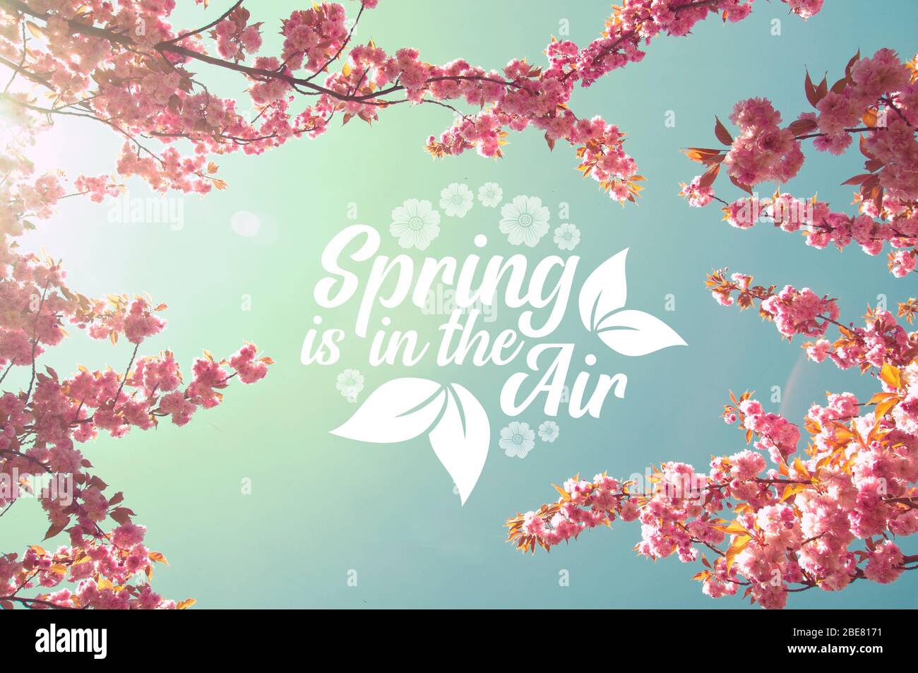 Spring is in the air - cherry trees and sky dreamy background Stock ...