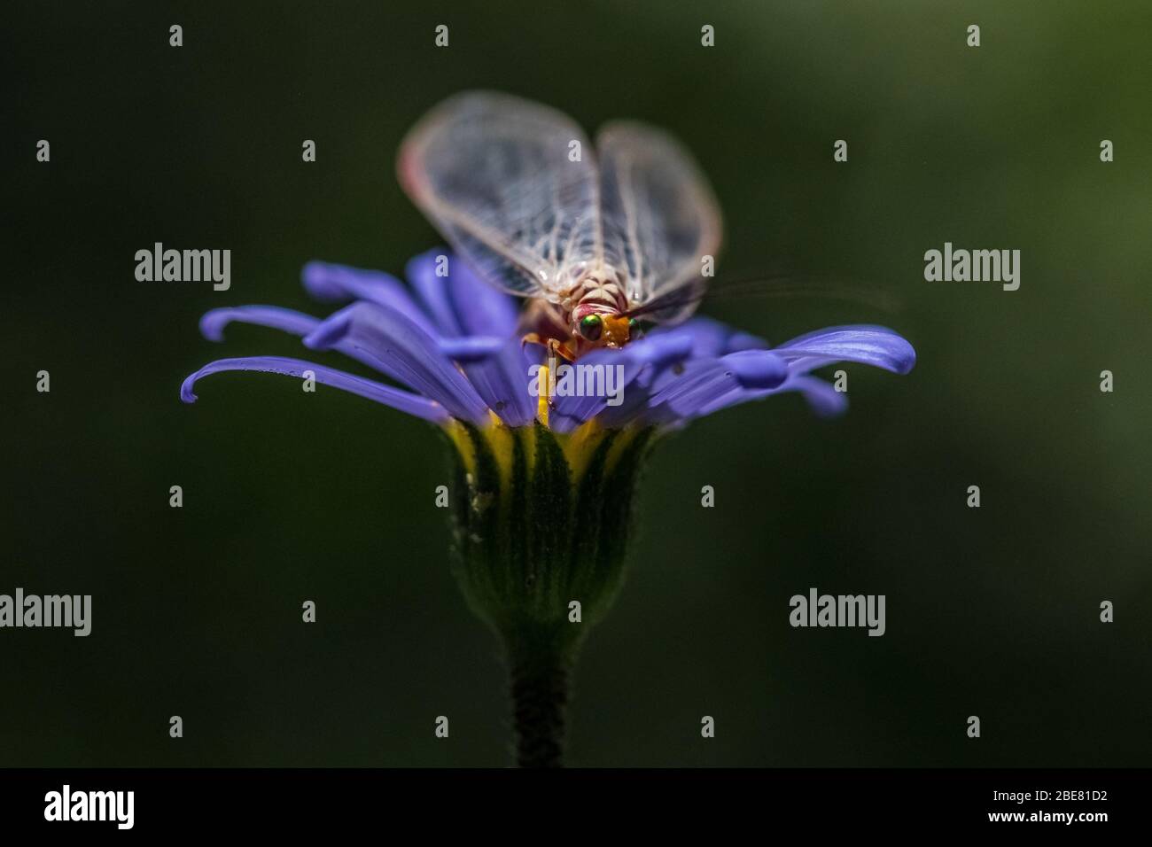 Common Lacewing in garden Stock Photo