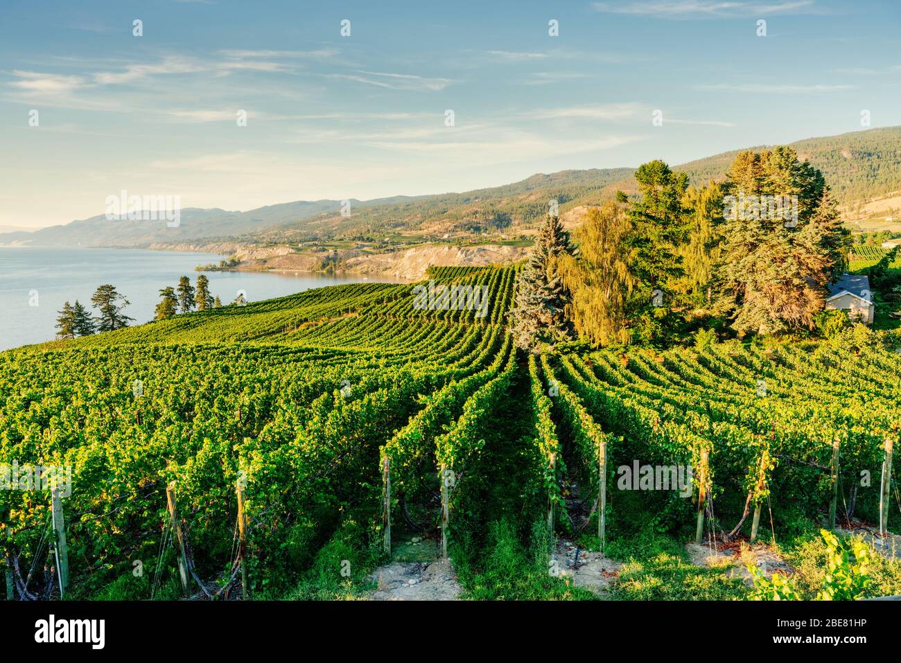 Okanagan Valley, vineyards near Penticton, British Columbia, Canada Stock Photo