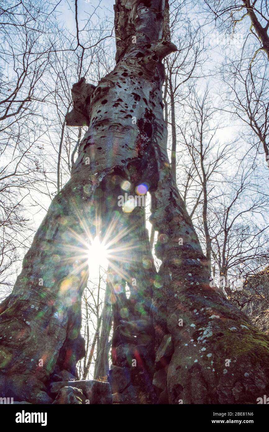 Sun rays and old tree, seasonal natural scene, Slovakia Stock Photo - Alamy