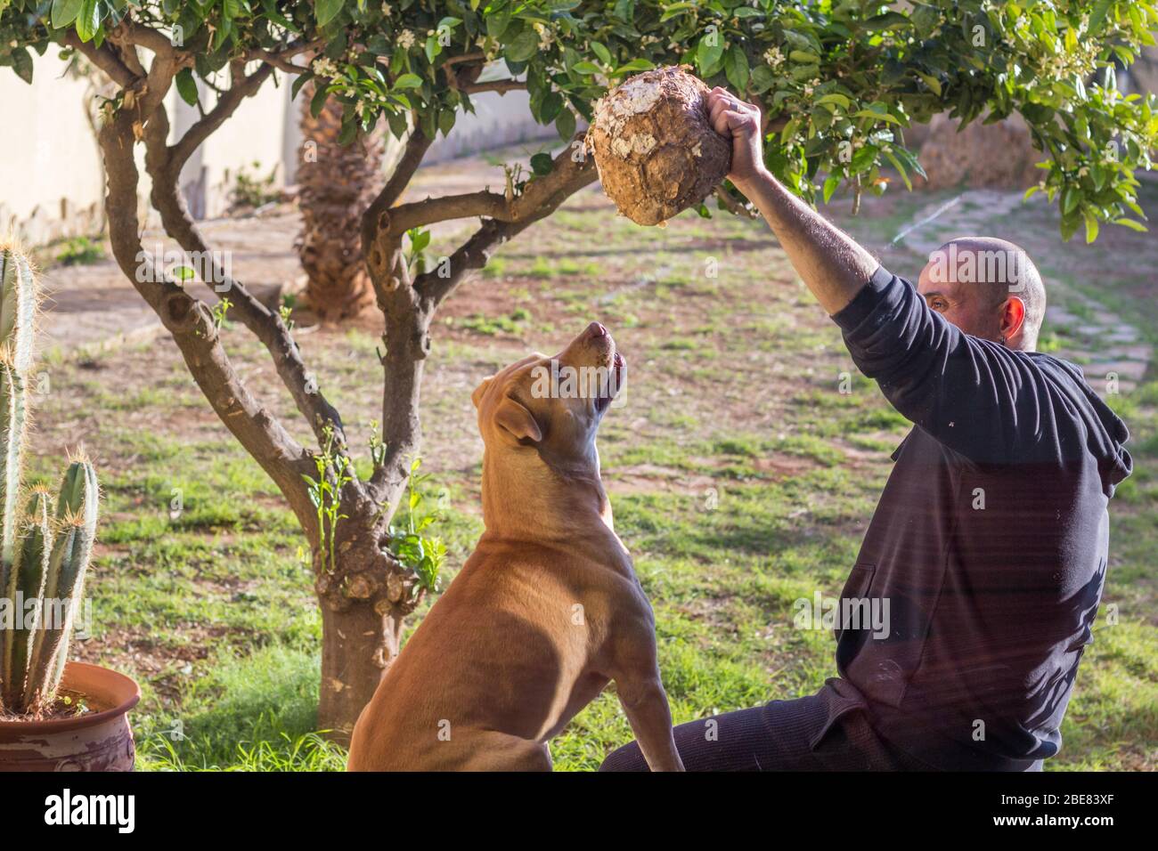 Man playing with his dog in house garden Stock Photo
