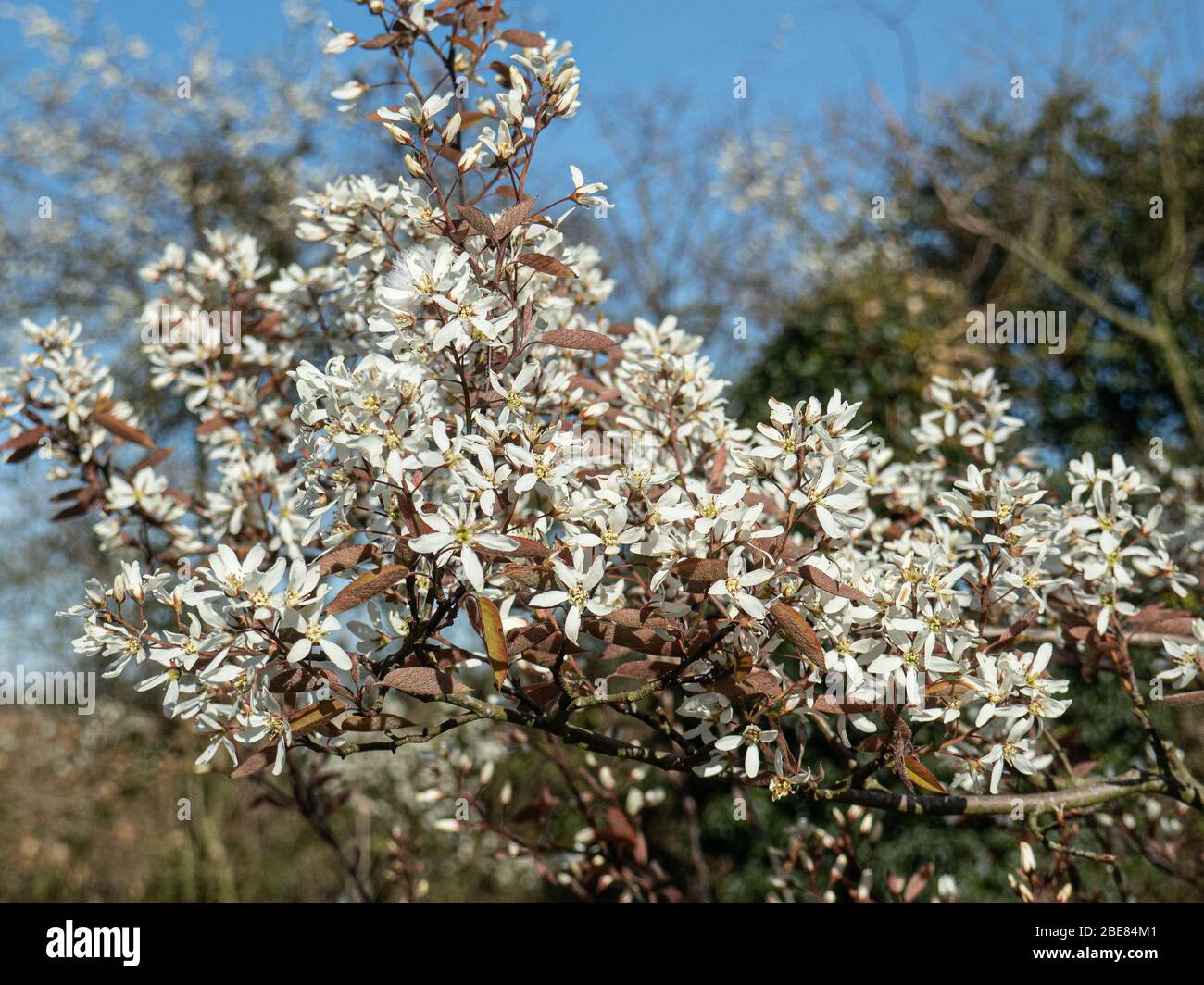 the-delicate-white-flowers-of-amelanchier-lamarckii-against-a-clear