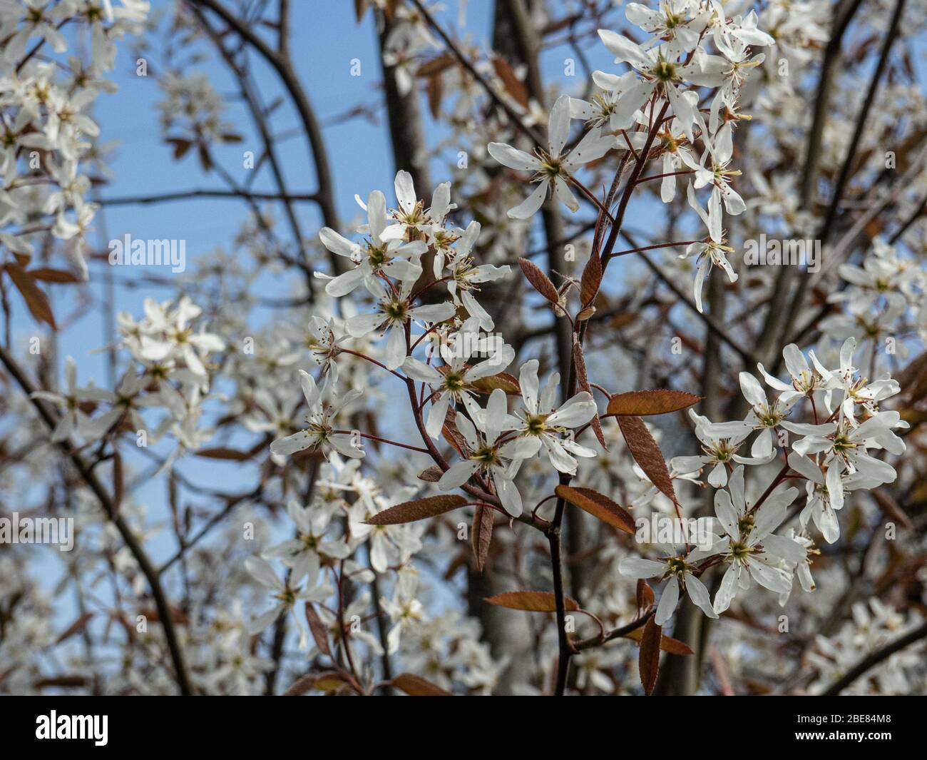 The delicate white flowers of Amelanchier lamarckii Stock Photo