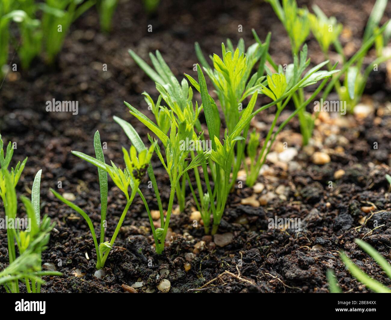 A close up of part of a row of young carrot seedlings that have just developed their first true leaves Stock Photo