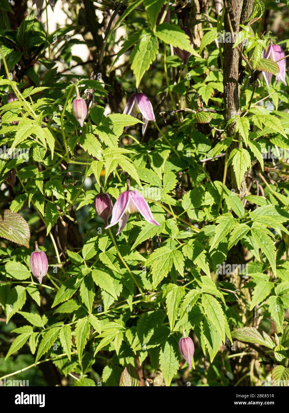 A flowering plant of the pink Clematis alpina Willy growing through a shrub Stock Photo