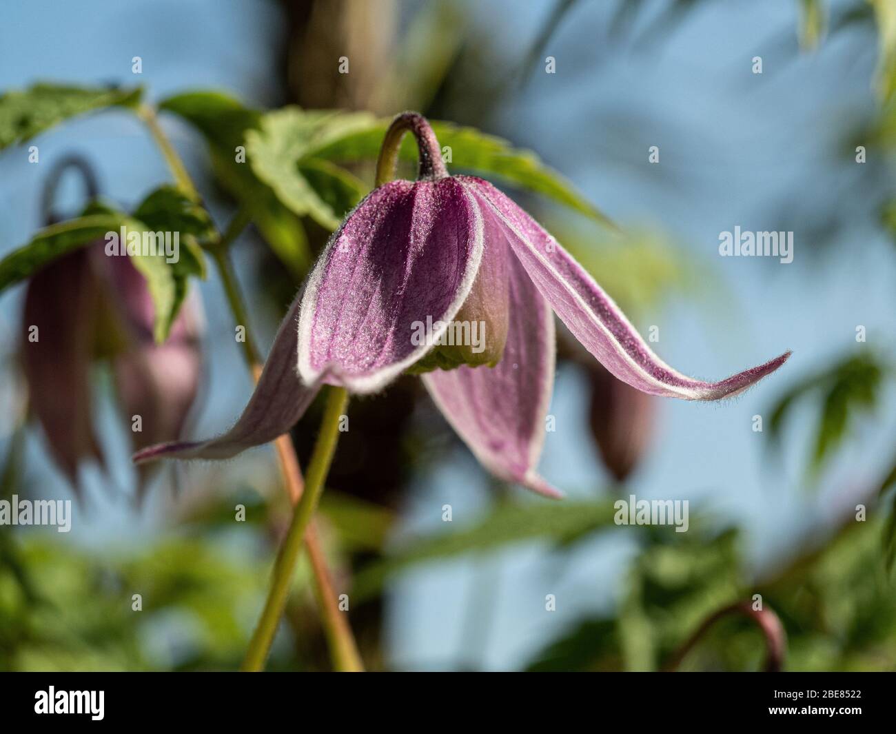 A close up of a pink hanging flower of Clematis alpina Willy Stock Photo