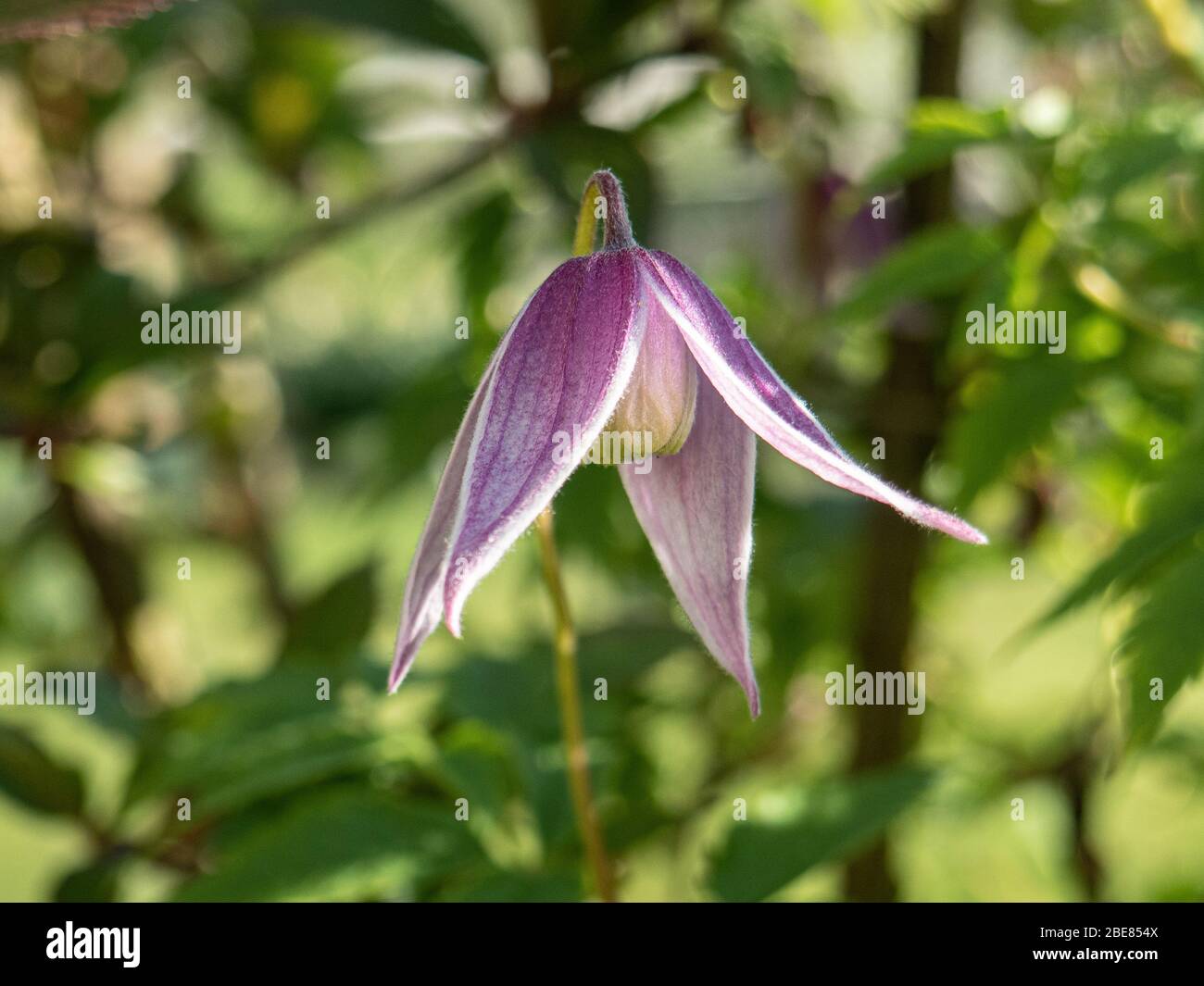A close up of a pink hanging flower of Clematis alpina Willy Stock Photo