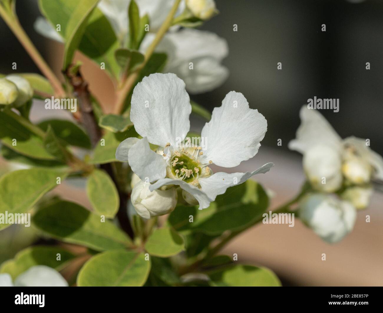 A close up of a single white flower of the shrub Exochorda grandiflora Niagara Stock Photo