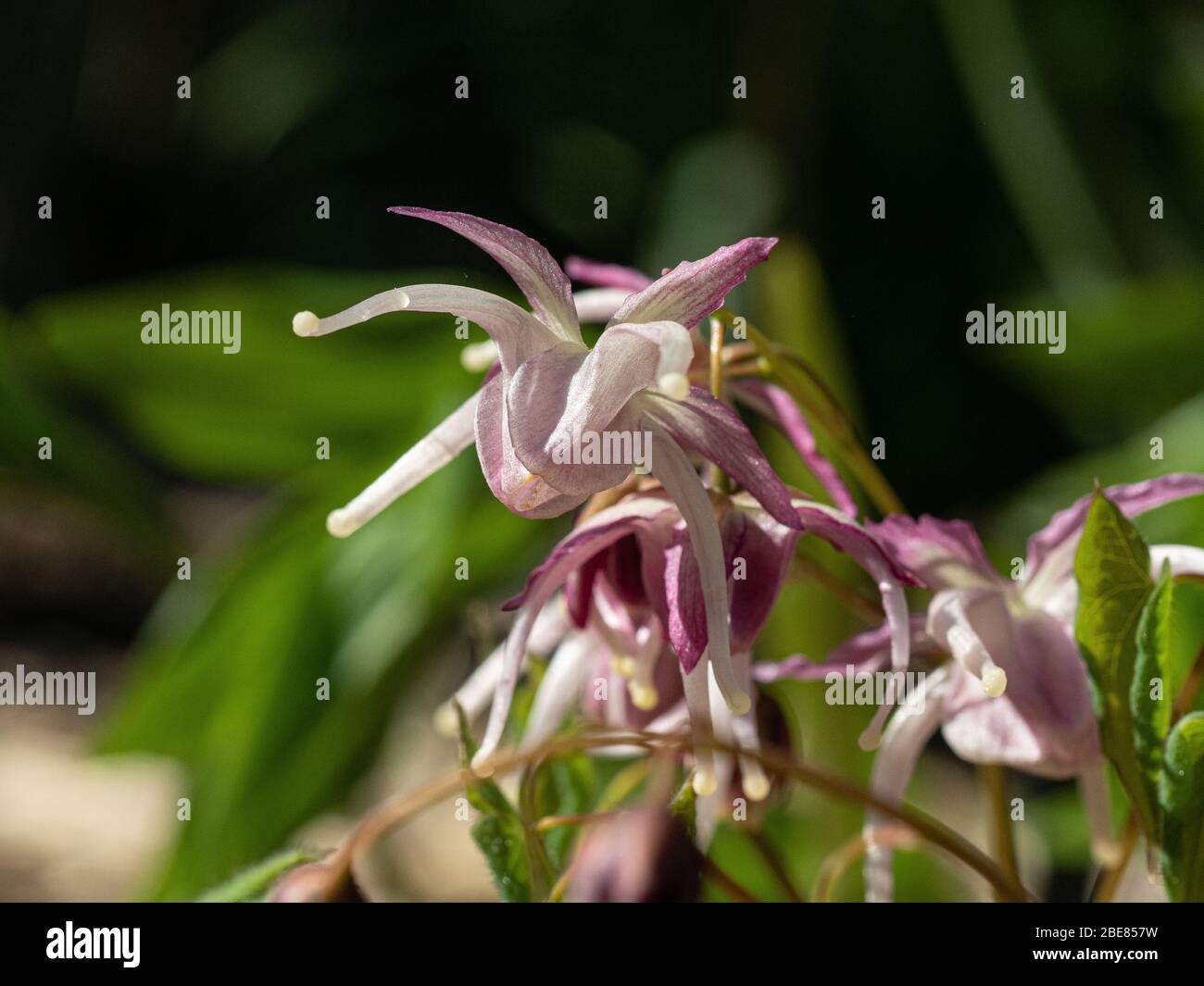 A close up of the pale mauve spider like flowers of Epimedium Buckland