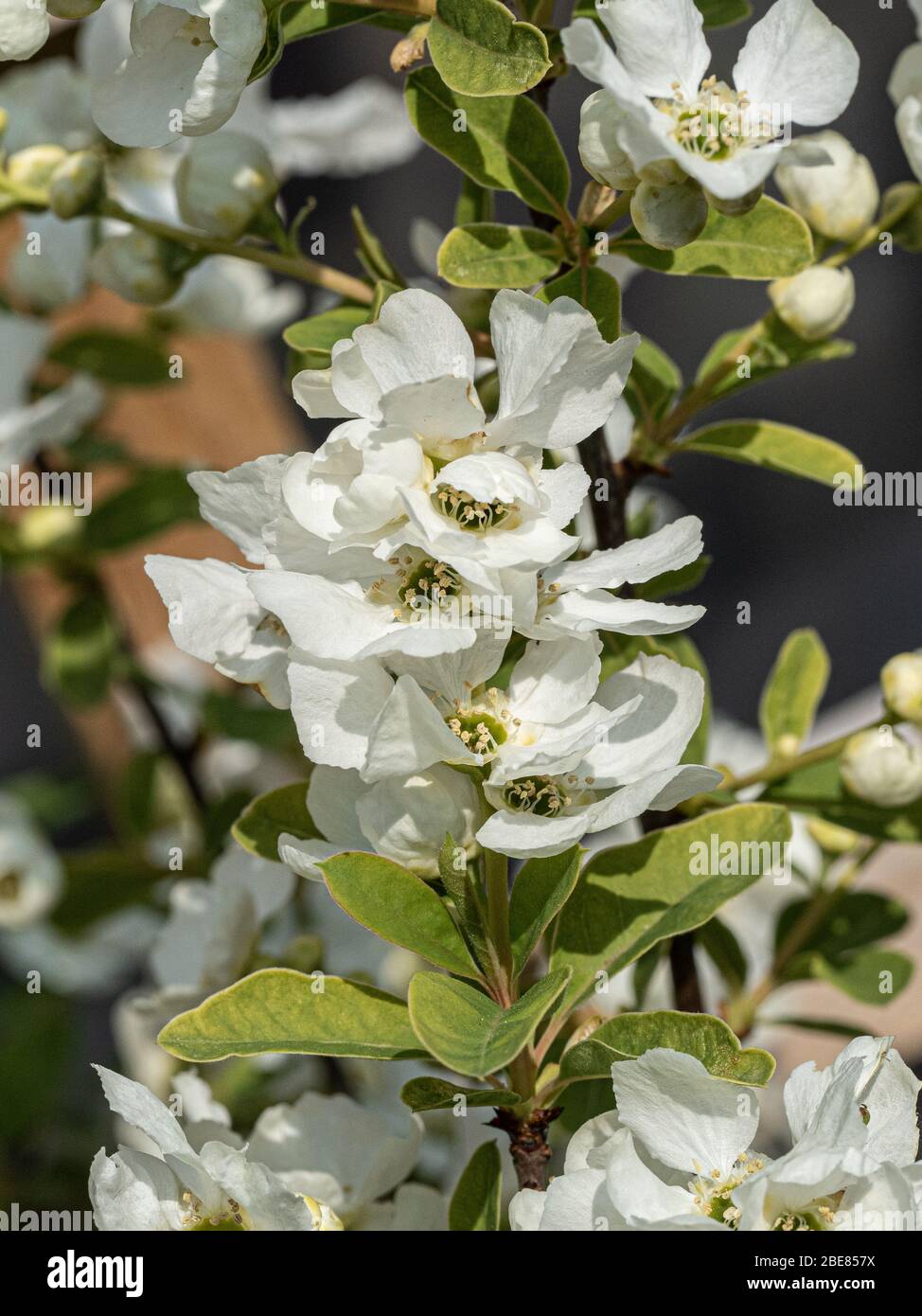 Exochorda macrantha niagara hires stock photography and images Alamy