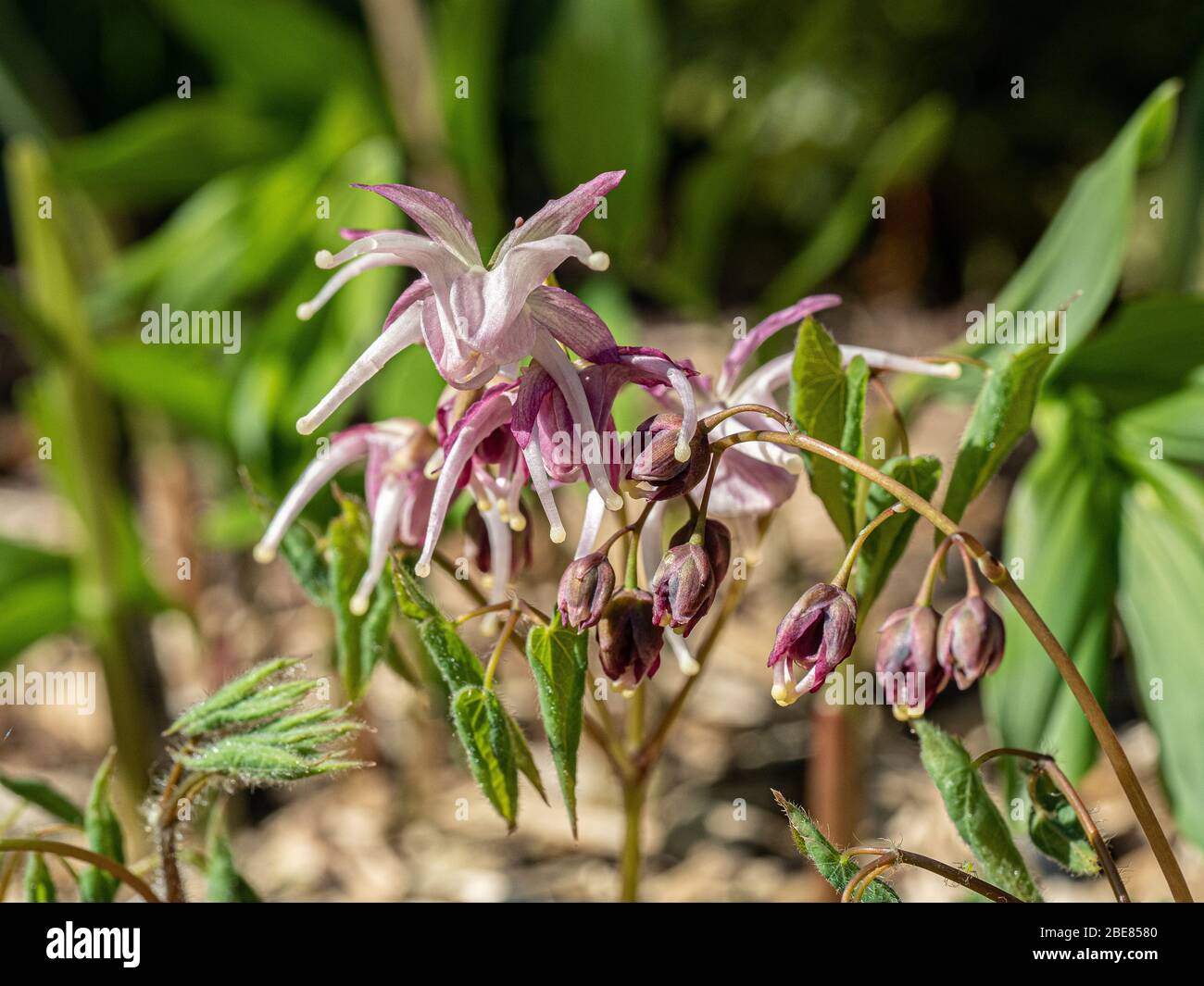 A close up of the pale mauve spider like flowers of Epimedium Buckland