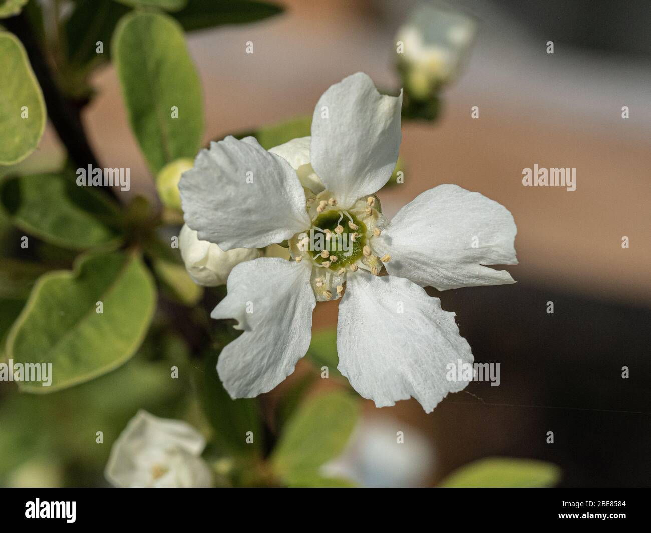 A close up of a single white flower of the shrub Exochorda grandiflora Niagara Stock Photo