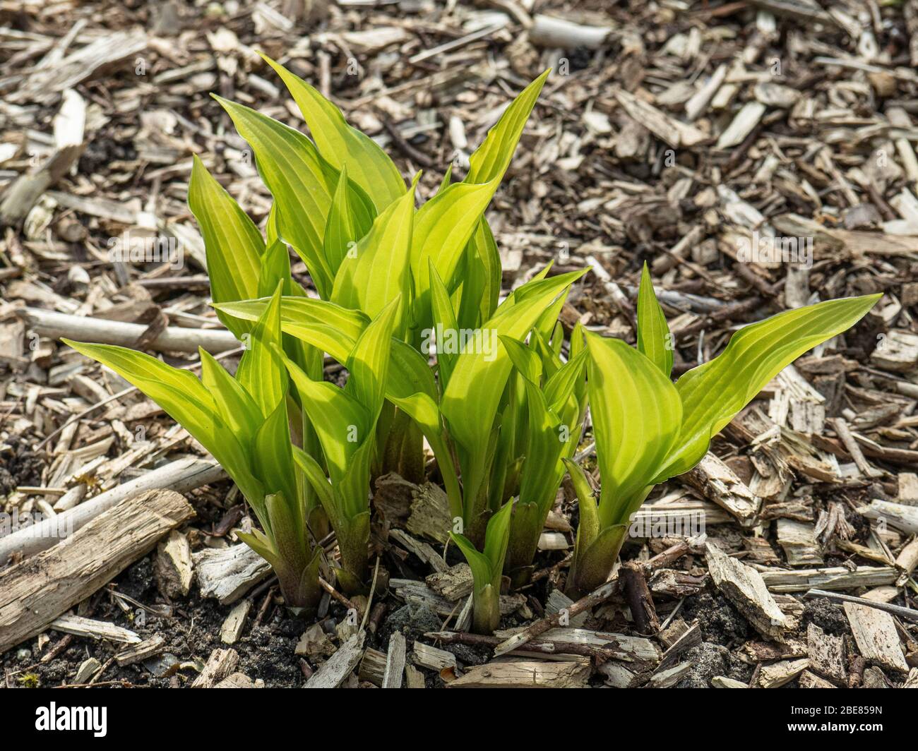 The early morning sun shining the the newly emerged leaves of the Hosta Chinese Sunrise Stock Photo