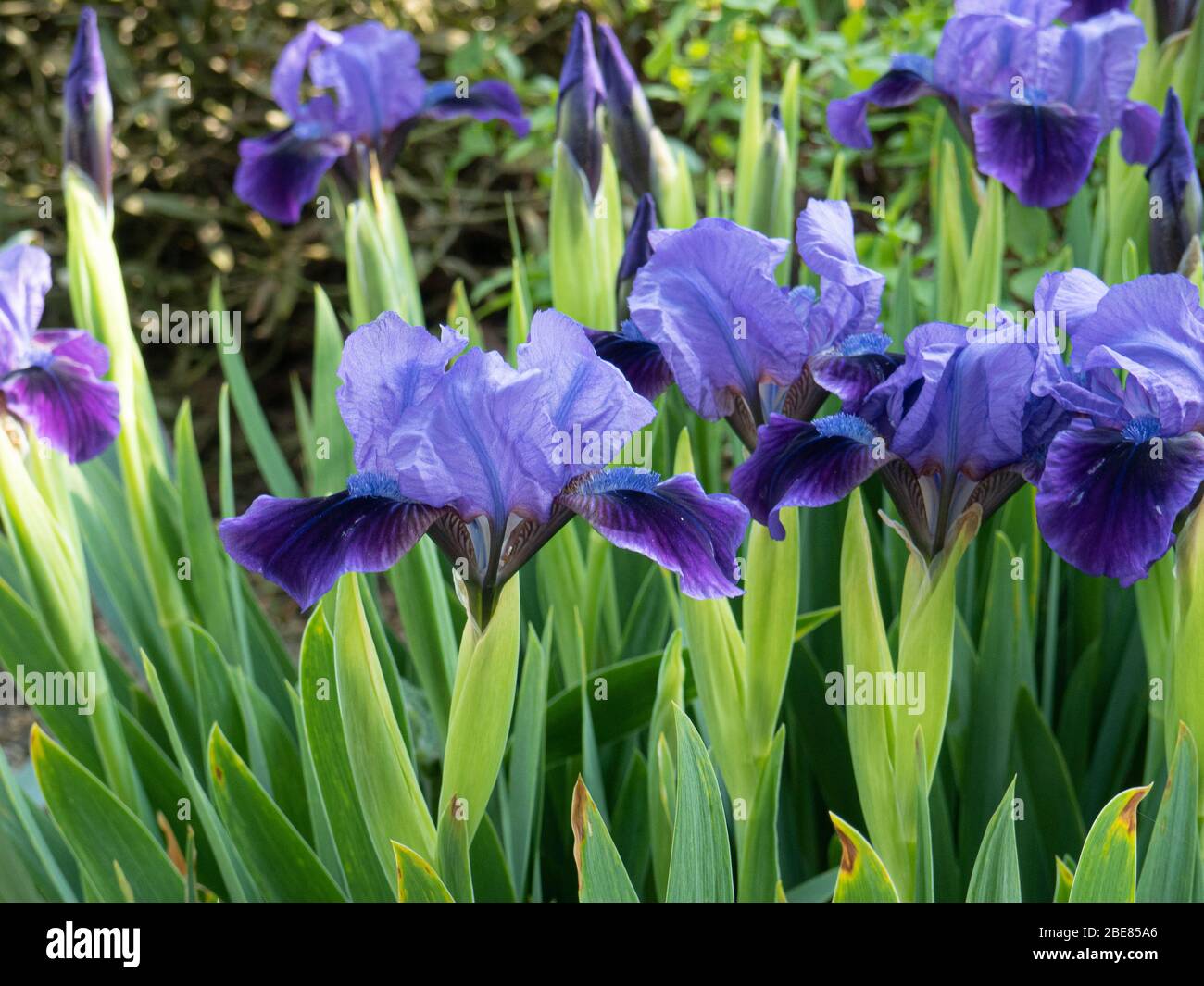 A group of the deep blue flowers of the dwarf Iris Brannigan Stock Photo