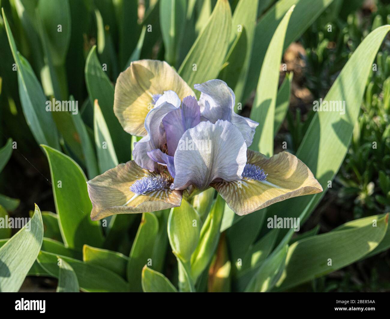 A close up of a sngle flower of the dwarf bearded Iris Hocus Pocus Stock Photo