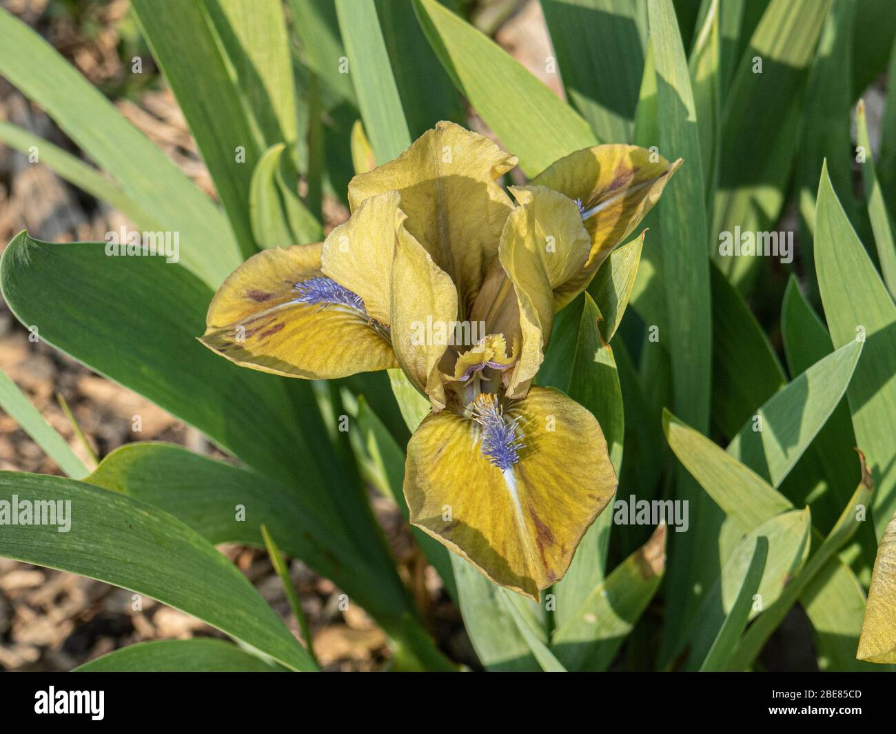 A close up of a single dusty yellow flower of dwarf Iris Prince Stock Photo