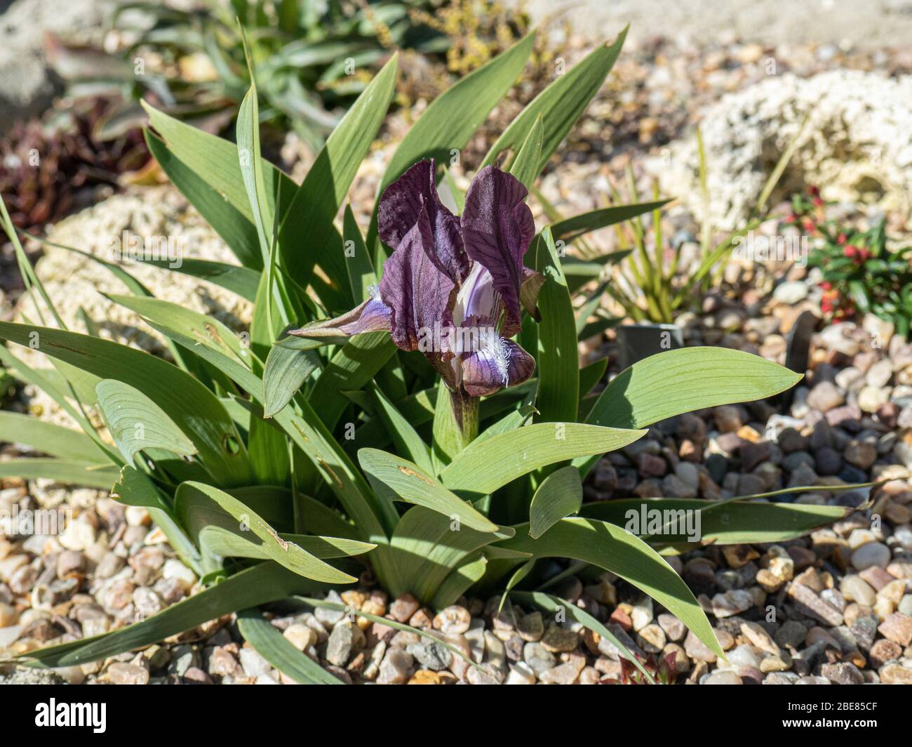 The deep purple miniature Iris, Iris suaveolens flowering in a sink garden Stock Photo