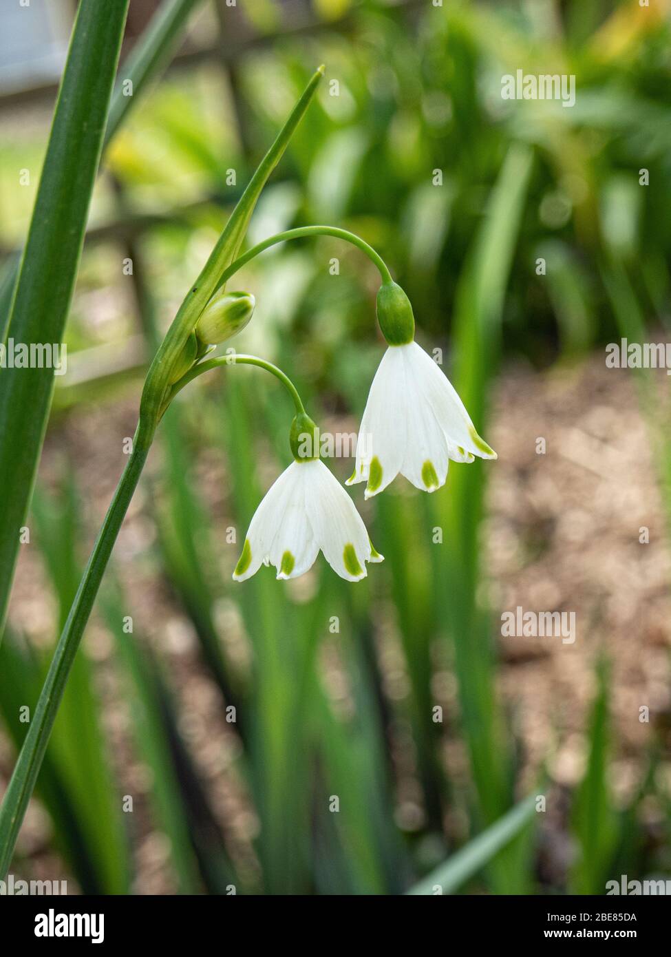 A close up of two hanging bells of Leucojum aestivum Stock Photo